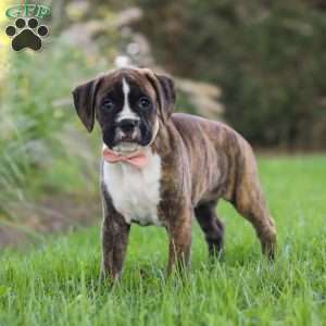 Lacy, Boxer Puppy